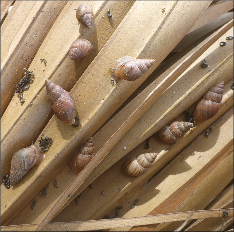 Bulimulus sporadicus (d’Orbigny, 1835) In Situ