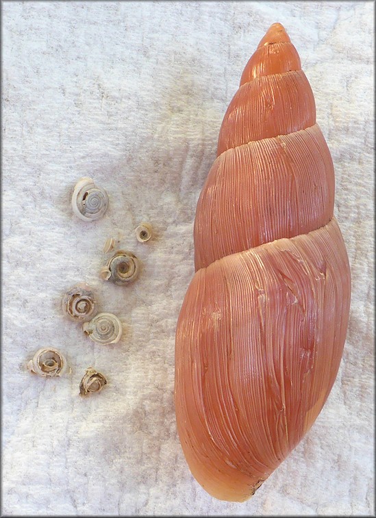 Euglandina rosea (Férussac, 1821) Predation On Polygyra septemvolva Say, 1818