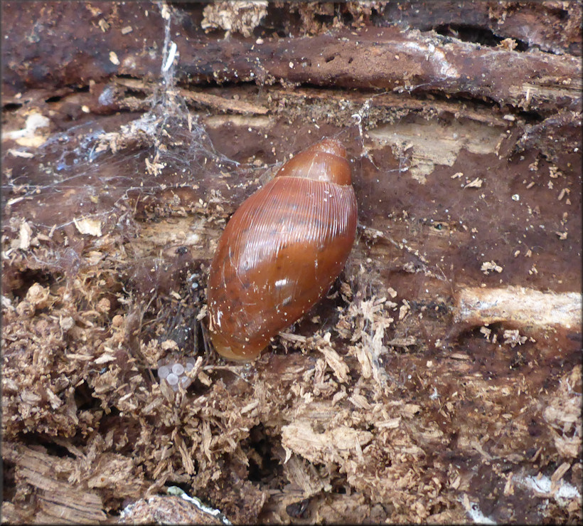 Euglandina rosea (Frussac, 1821) ?Feeding On Mollusk Eggs?