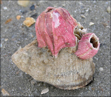 Stramonita haemastoma (Linnaeus, 1767) Florida Rocksnail