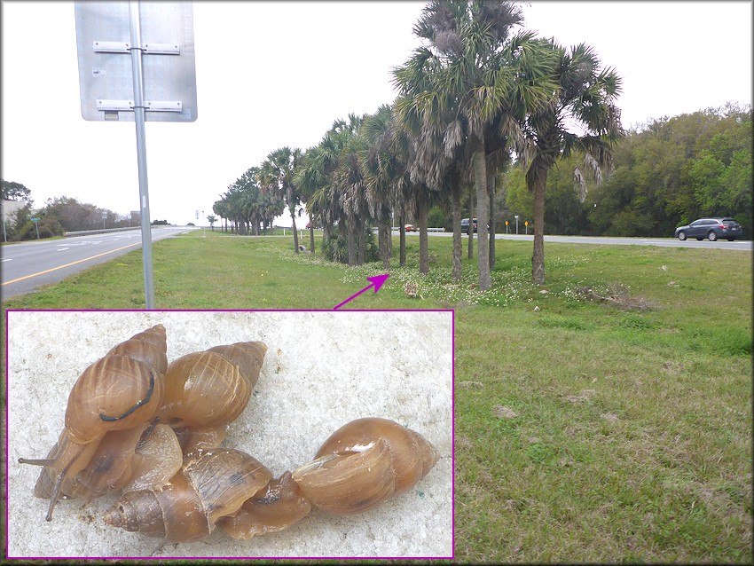 Bulimulus sporadicus In The Median On Heckscher Drive West Of Jaxport's Marine Terminal