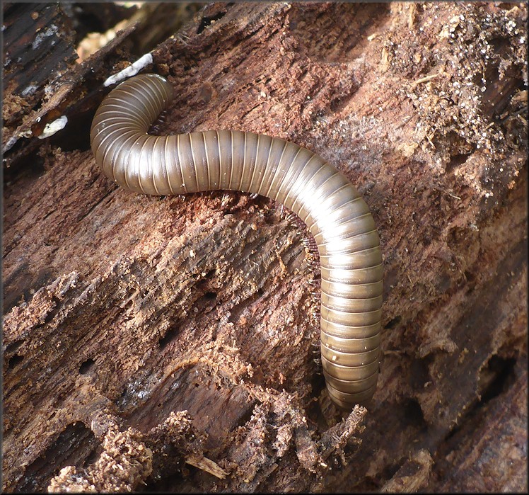 American Giant Millipede [Narceus americanus]