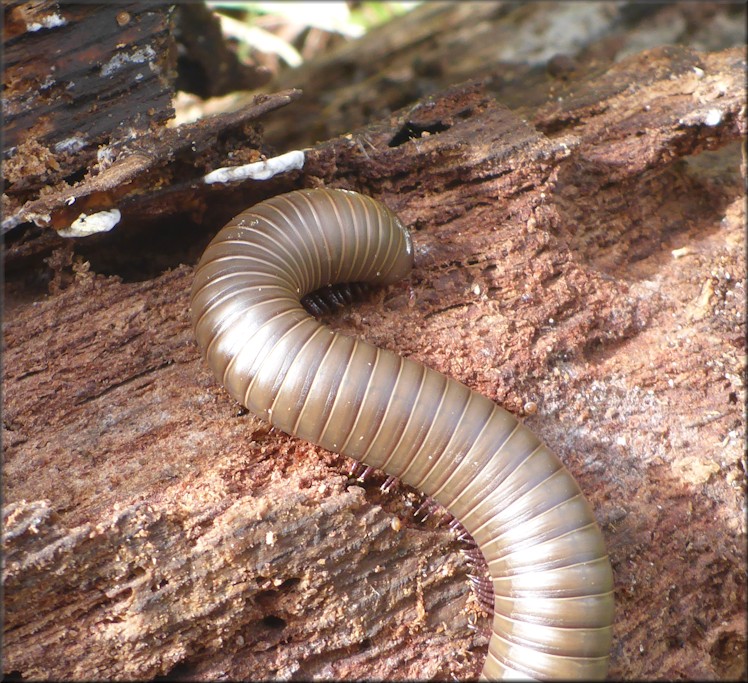 American Giant Millipede [Narceus americanus]