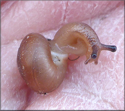 Praticolella jejuna (Say, 1821) Florida Scrubsnail