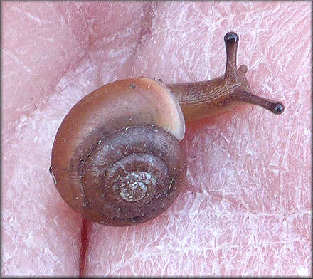 Praticolella jejuna (Say, 1821) Florida Scrubsnail