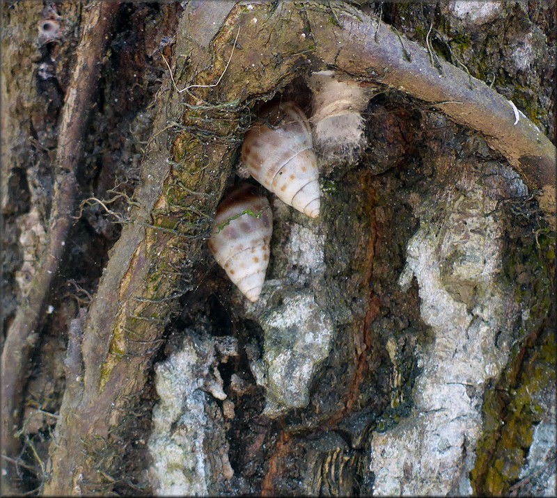 Drymaeus dormani (W. G. Binney, 1857) Manatee Treesnail In Situ