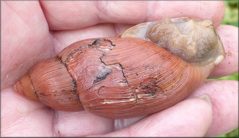 Euglandina rosea Damaged Shells Page Two