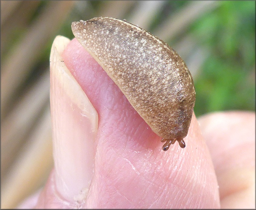 Leidyula floridana (Leidy, 1851) Florida Leatherleaf Juvenile