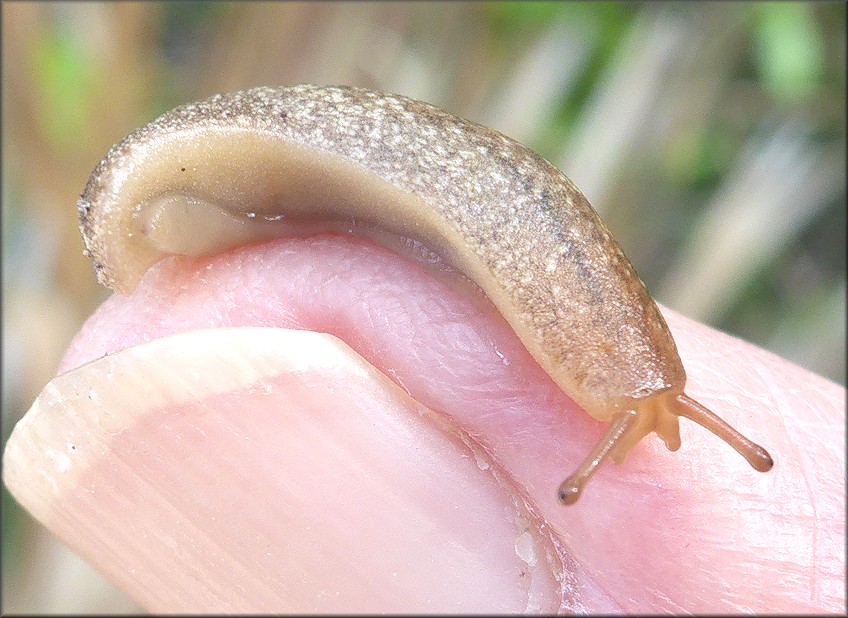 Leidyula floridana (Leidy, 1851) Florida Leatherleaf Juvenile