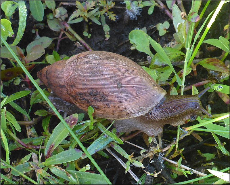 Euglandina rosea (Frussac, 1821) Juvenile In Situ