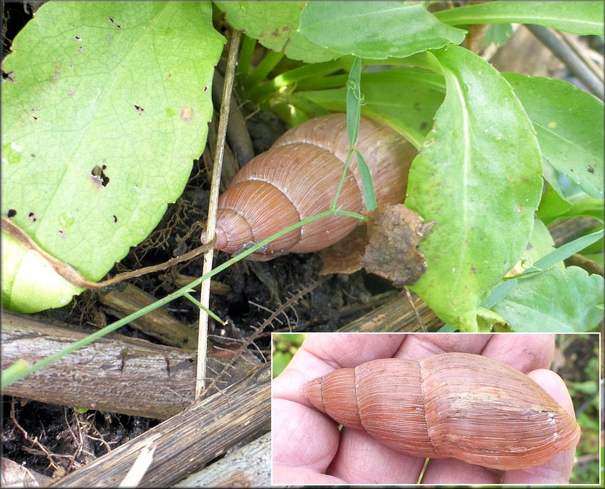 Euglandina rosea (Férussac, 1821) Rosy Wolfsnail In Situ