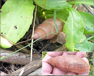 Euglandina rosea (Frussac, 1821) Rosy Wolfsnail In Situ