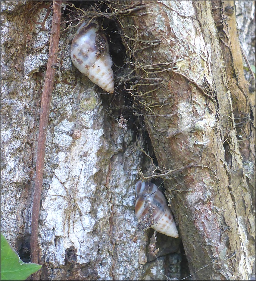 Drymaeus dormani (W. G. Binney, 1857) Manatee Treesnail In Situ