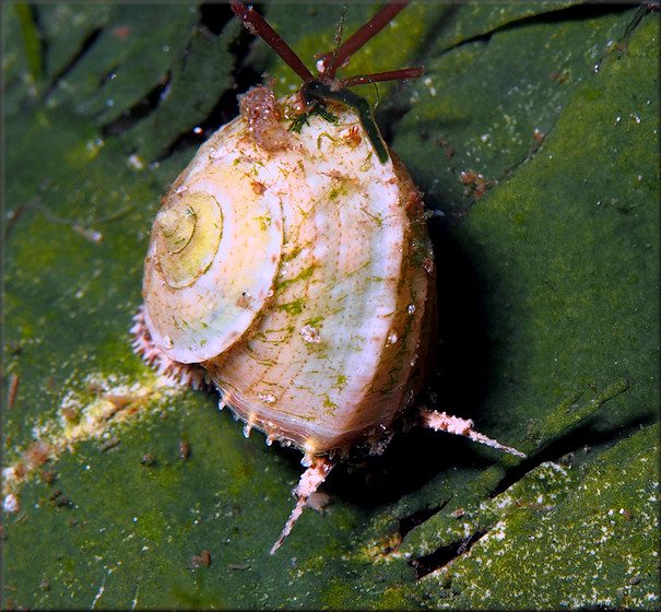 Modulus modulus (Linnaeus, 1758) Buttonsnail