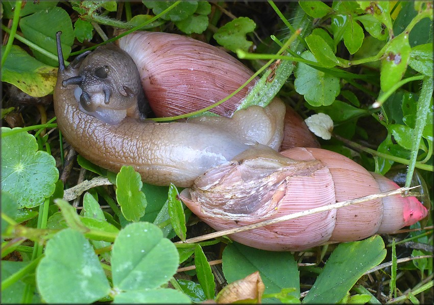 Euglandina rosea (Frussac, 1821) Mating