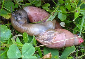 Euglandina rosea (Frussac, 1821) Mating