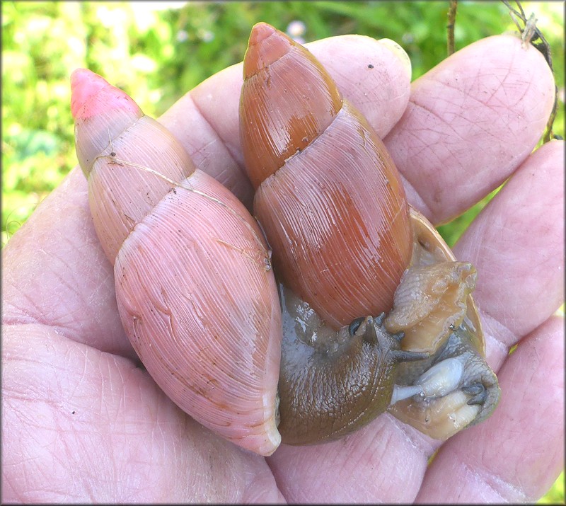 Euglandina rosea (Frussac, 1821) Mating