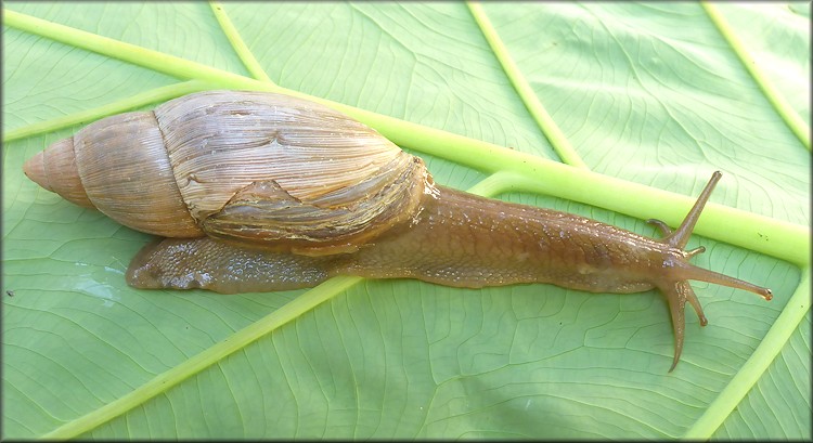 Euglandina rosea (Frussac, 1821) Damaged Shell