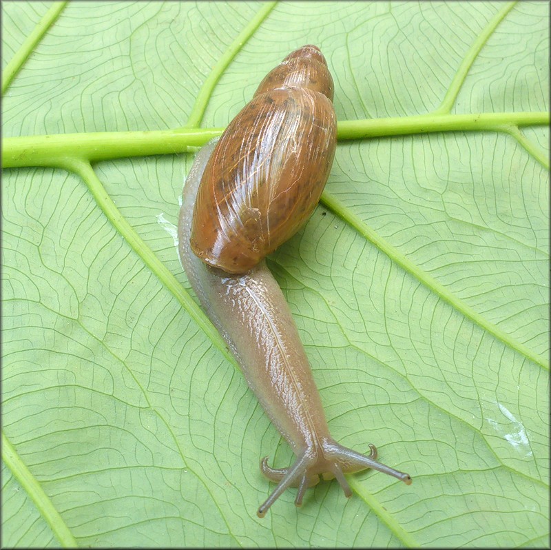 Euglandina rosea (Frussac, 1821) Gluttonous Behavior