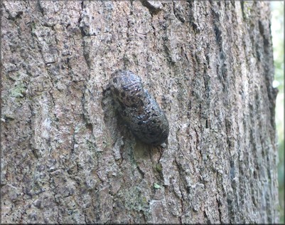 Philomycus carolinianus (Bosc, 1802) Carolina Mantleslug Up A Tree