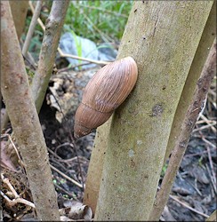 Euglandina rosea (Frussac, 1821) Rosy Wolfsnail In Situ