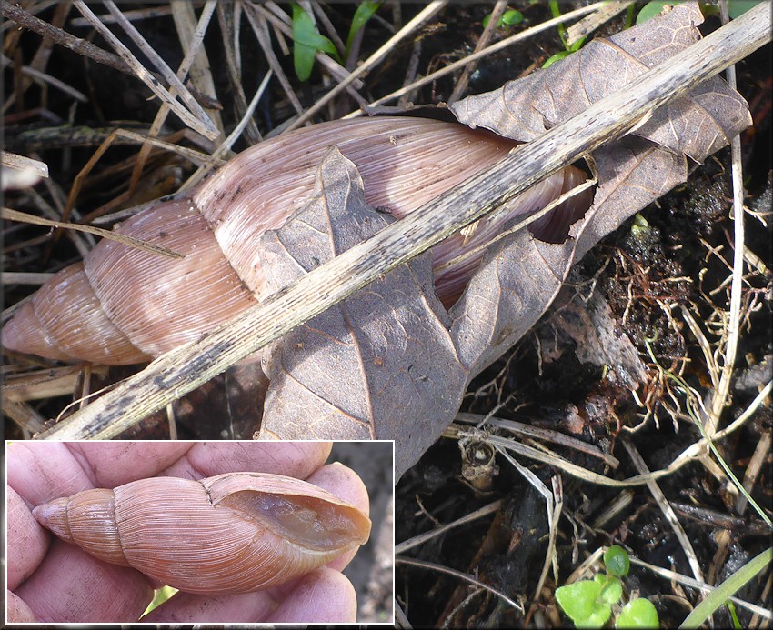 Euglandina rosea (Frussac, 1821) Rosy Wolfsnail In Situ