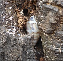 Drymaeus dormani (W. G. Binney, 1857) Manatee Treesnail In Situ