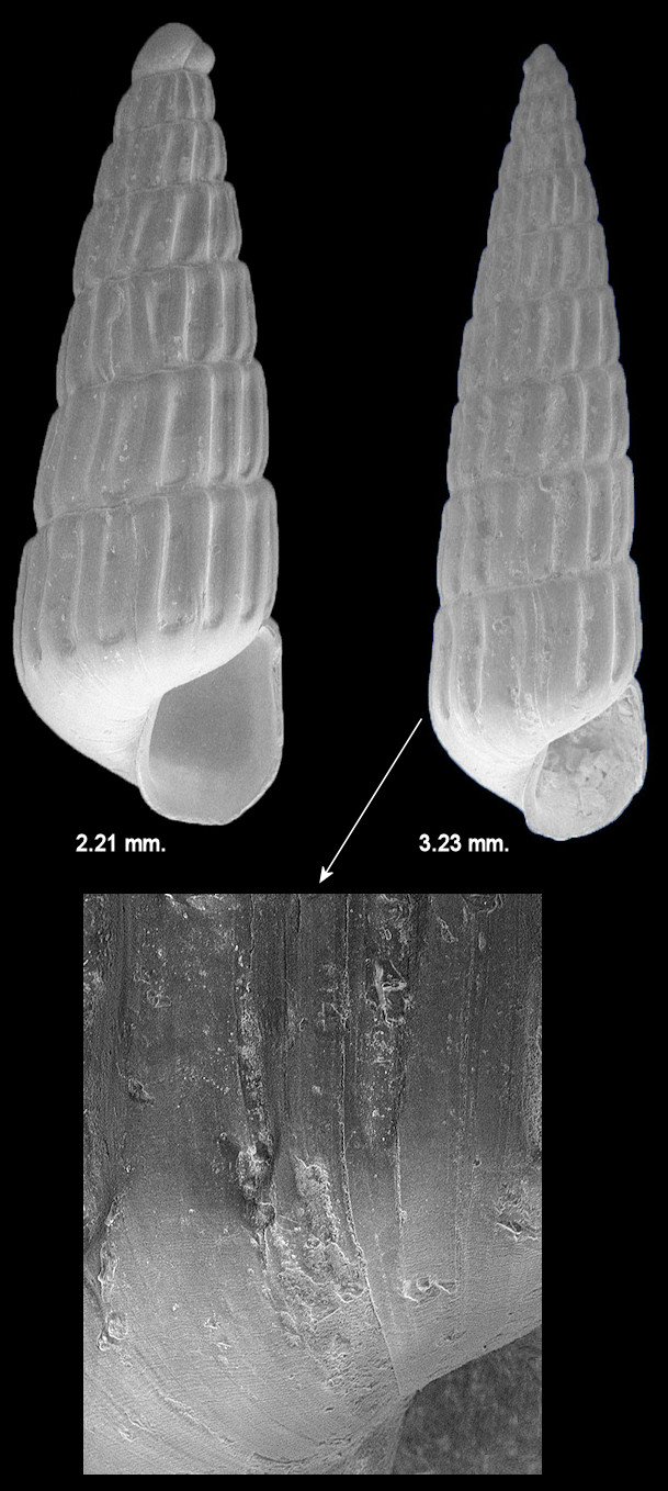 Turbonilla (Chemnitzia) hemphilli sensu Redfern (2013: species no. 674) non Bush, 1899