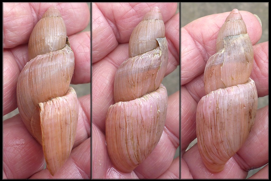Euglandina rosea (Férussac, 1821) Freak Shell