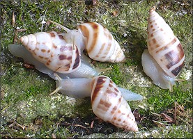 Drymaeus dormani (W. G. Binney, 1857) Manatee Treesnail