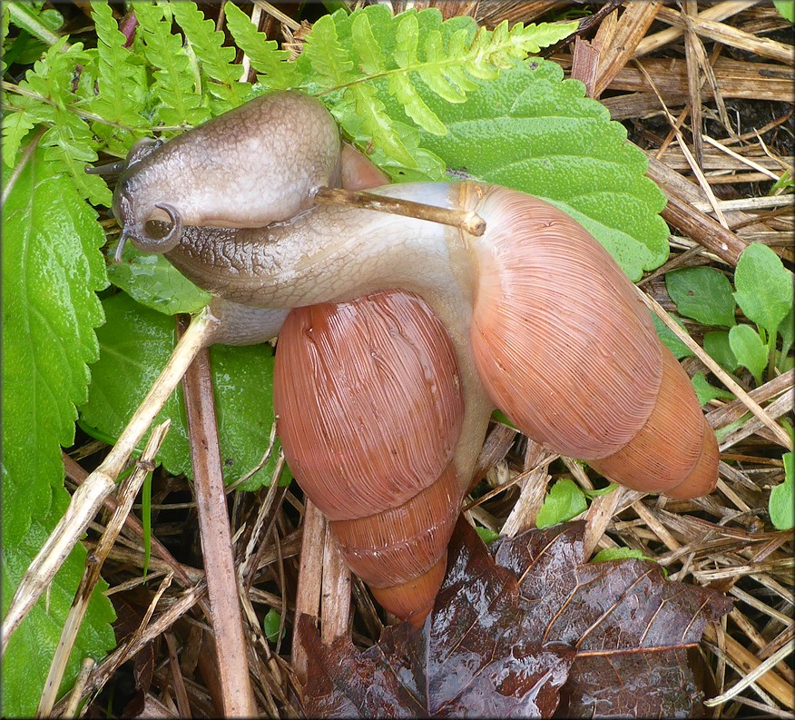 Euglandina rosea (Frussac, 1821) Mating