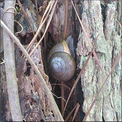 Mesodon thyroidus (Say, 1817) White-lip Globe Up A Tree