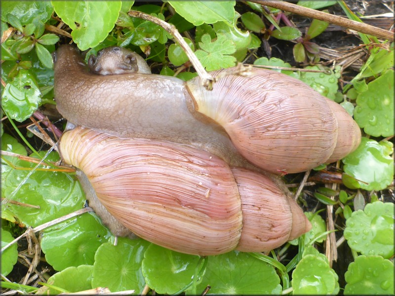 Euglandina rosea (Frussac, 1821) Mating