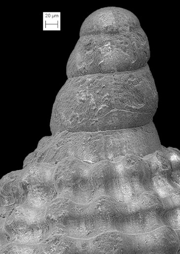 Cerithiopsis sp. cf. C. io Dall and Bartsch, 1911 Fossil