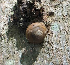 Mesodon thyroidus (Say, 1817) White-lip Globe Up A Tree