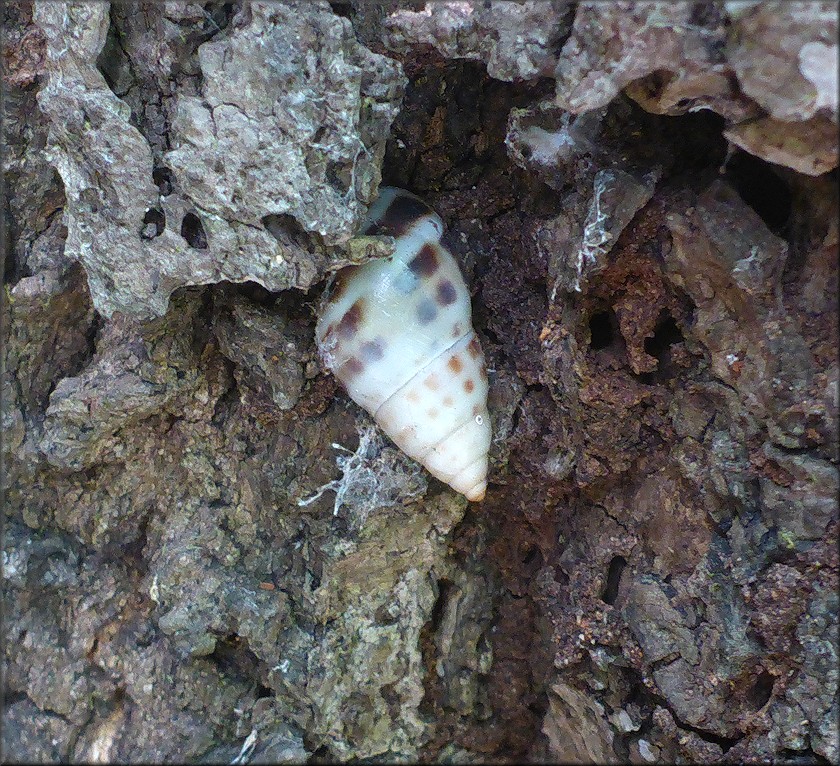 Drymaeus dormani (W. G. Binney, 1857) Manatee Treesnail In Situ