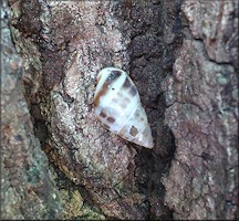 Drymaeus dormani (W. G. Binney, 1857) Manatee Treesnail In Situ