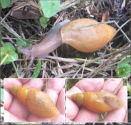 Euglandina rosea (Frussac, 1821) Rosy Wolfsnail In Situ