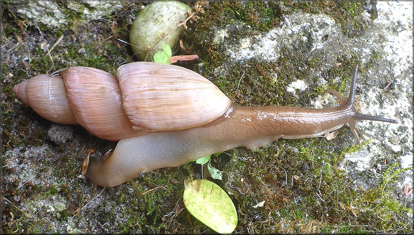 Euglandina rosea (Férussac, 1821) Freak Shell