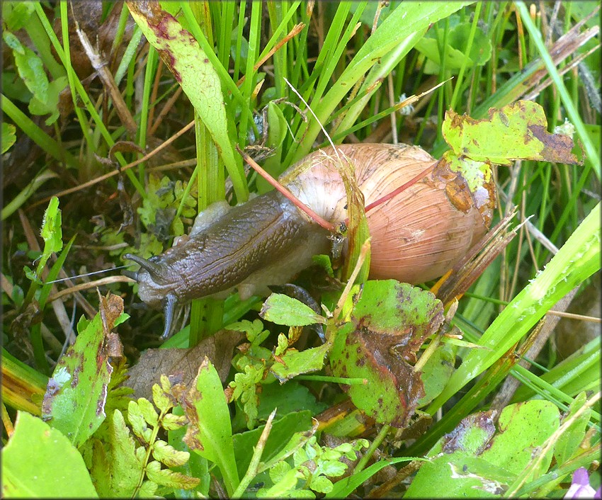 Euglandina rosea (Férussac, 1821) Rosy Wolfsnail In Situ