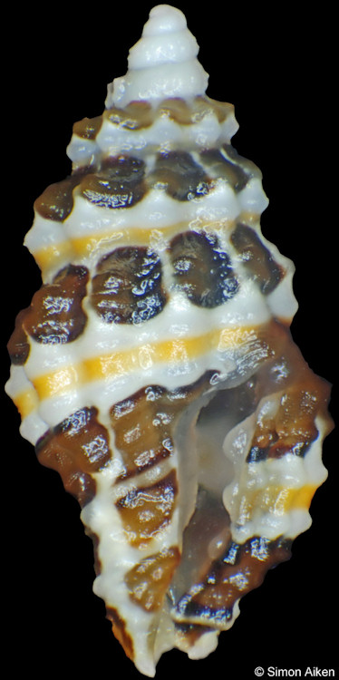 Hemilenardia ocellata (Jousseaume, 1888)