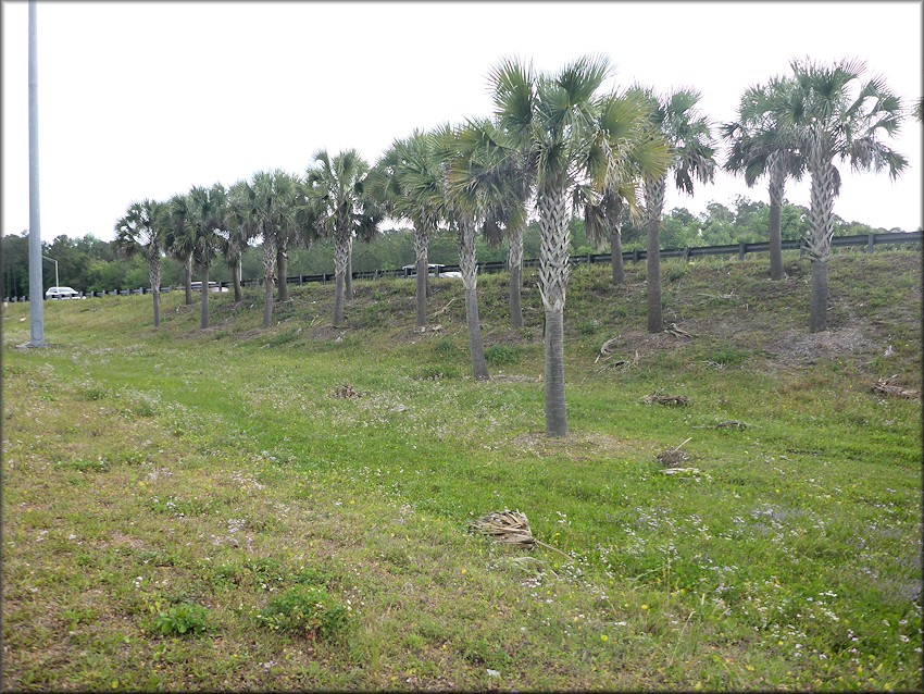 Bulimulus sporadicus Along Interstate 95 Near County Road 210 In Northern St. Johns County