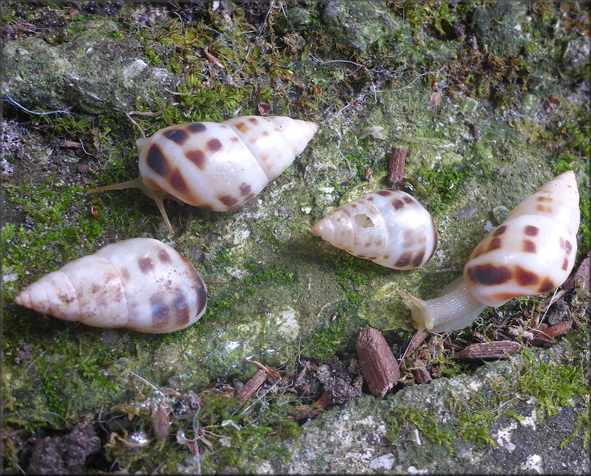 Drymaeus dormani (W. G. Binney, 1857) Manatee Treesnail