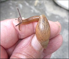 Euglandina rosea (Frussac, 1821) Juvenile