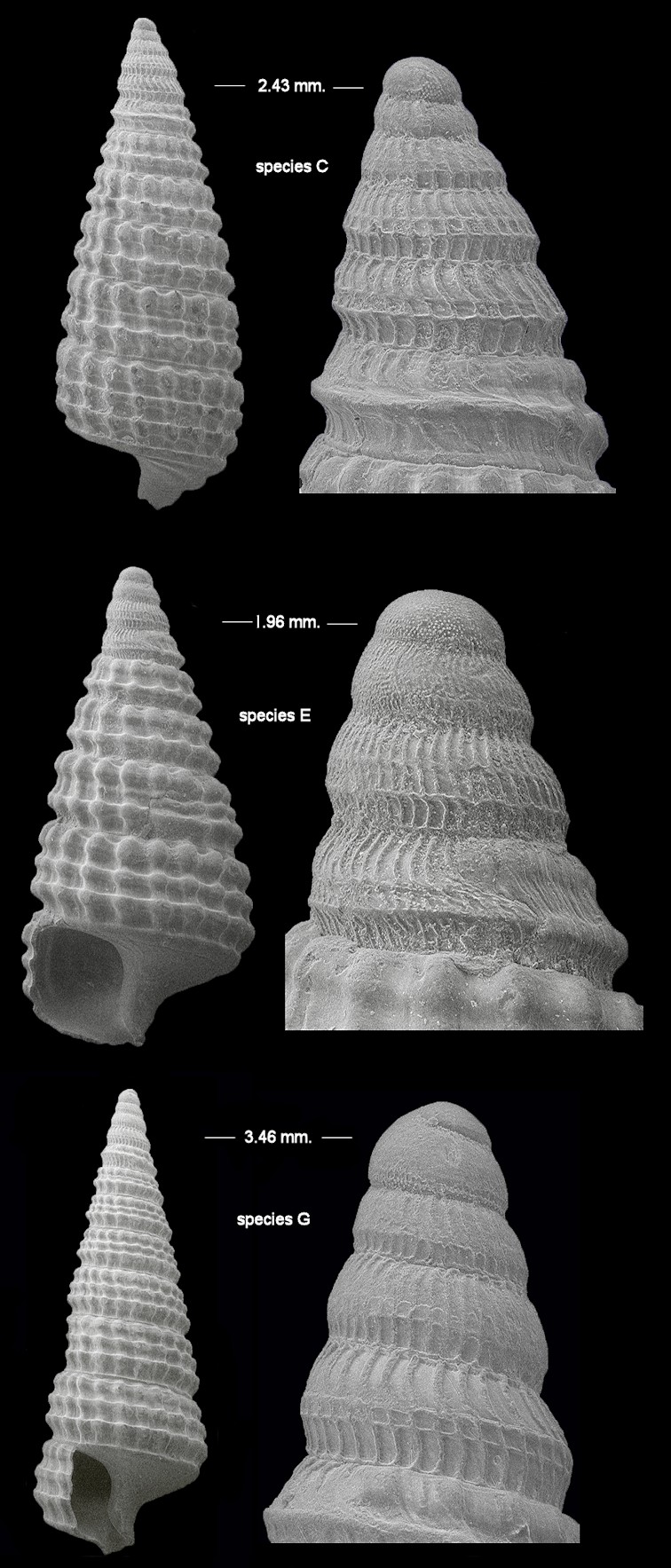 Triphora species A, C, E, G