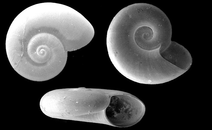 Tomura prob. new species discoidal B