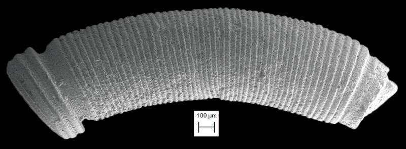 Caecum strangulatum de Folin,1867