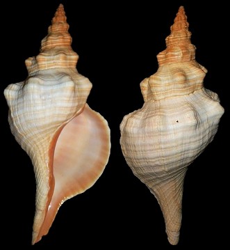 Triplofusus giganteus - The Official Florida State Shell