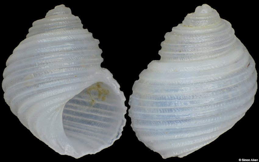 Conradia sulcifera A. Adams, 1863