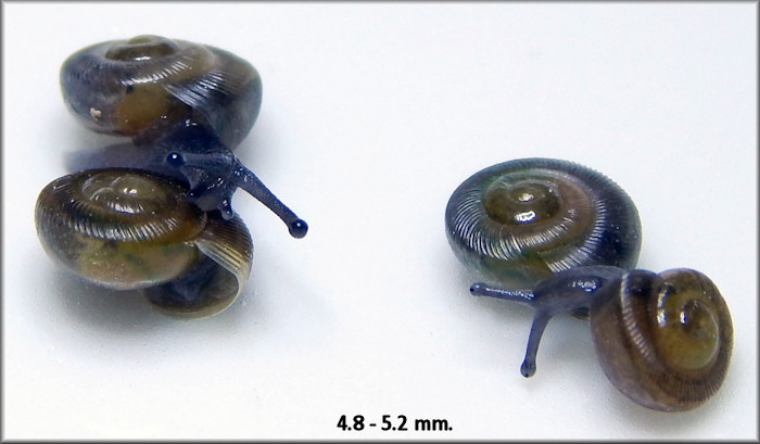 Triodopsis hopetonensis (Shuttleworth, 1852) hatchlings